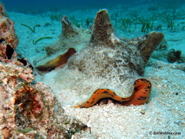 Instead of stalagtites, I got a conch peering warily at me in the shallows