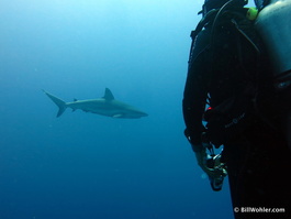 Lori stares down the shark