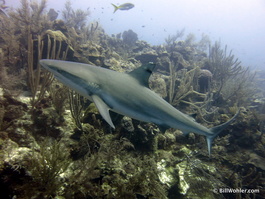 Reef shark (Carcharhinus perezii)