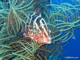 Nassau grouper (Epinephelus striatus)