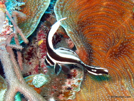 Spotted drum (Equetus punctatus)