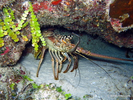 Caribbean spiny lobster (Panulirus argus)