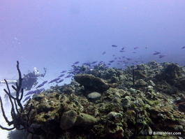 We saw these rivers of fish on nearly every dive