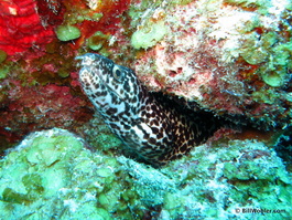 Spotted moray (Gymnothorax moringa)