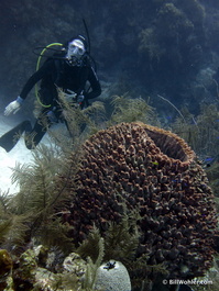 Lori and a giant barrel sponge