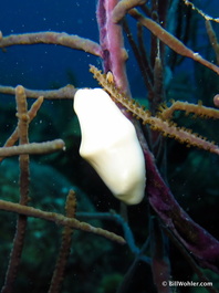 Flamingo tongue (Cyphoma gibbosum)