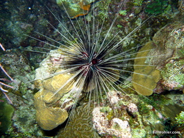 Long-spined urchin (Diadema antillarum)