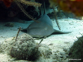 Nurse shark (Ginglymostoma cirratum)