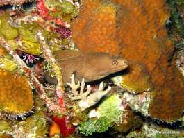 Brown moray (Gymnothorax vicinus)