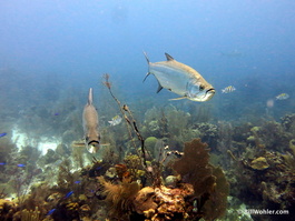 Tarpon, which also buzzed us while feeding on night dives (Megalops atlanticus)