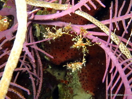 Shortfinger neck crab (Podochela sidneyi)