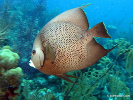 Gray angelfish (Pomacanthus arcuatus)