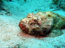 Spotted scorpionfish (Scorpions plumieri)