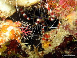 Banded coral shrimp (Stenopus hispidus)