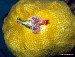 Christmas tree worm in a hard coral