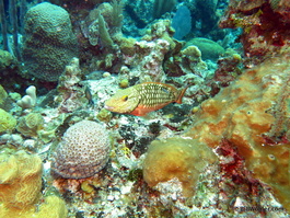 Juvenile stoplight parrotfish (Sparisoma viruses)