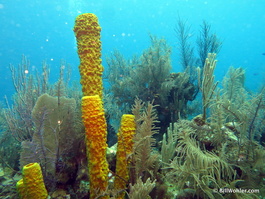 Tube sponges and soft corals