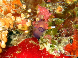 Tunicates