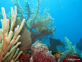 Soft corals, fans, and sponges