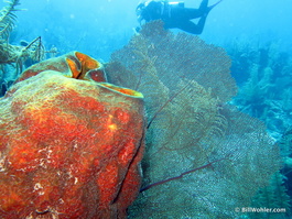 Barrel sponge, fan coral, and Deb