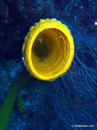 A fish hides within a tube sponge