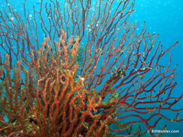 Lovely red gorgonians