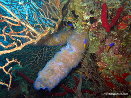 An iridescent sponge amidst gorgonians