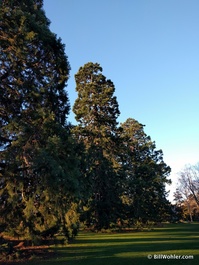 The grove of sequoias in the Archery Lawn