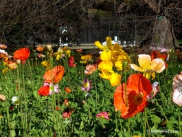 Winter flowers in front of the Climatological Station