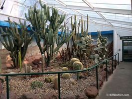 The cacti in the Garrick House