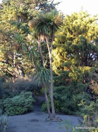 The ubiquitous cabbage tree, which looks a little like our Joshua tree (Cordyline australis)