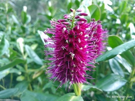 Shrubs that flowered over the winter could be found