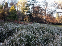 The Heather Garden also flowers in the winter
