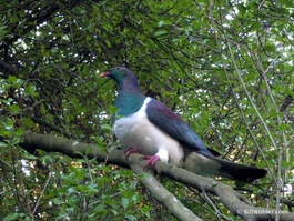 This kereru is twice the size of our pigeons and landed just above me! (Hemiphaga novaeseelandiae)