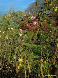 The Central Rose Garden, still with a few blooms