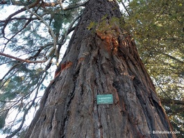 They had sequoias too. The sign says "Big Tree." Yep. (Sequoiadendron giganteum)