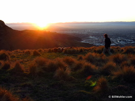 Ronan herds some sheep high above Christchurch