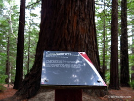 California redwoods in New Zealand! Planted in 1930