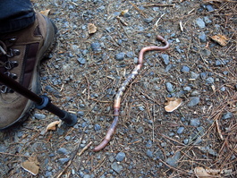 One of New Zealand's giant earthworms, which can grow over a meter in length