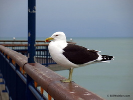 Friendly seagull on the New Brighton Pier