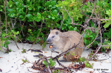 Cuban hutia (Capromys pilorides)