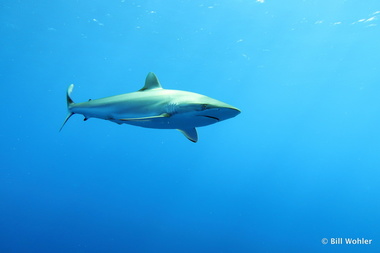  (Carcharhinus falciformis)