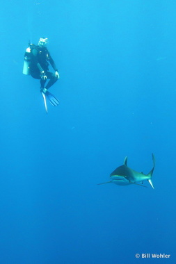 Paul hangs with his pack (Carcharhinus falciformis)