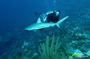 Lori watches the reef shark glide by (Carcharhinus perezii)
