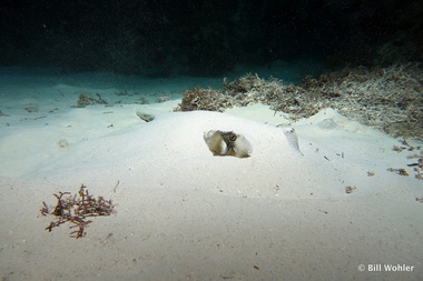 Southern stingray tries hard not to be seen (Dasyatis americana)