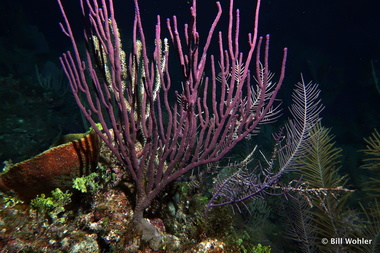 A beautiful sea whip (Leptogorgia virgulata)