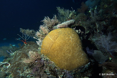 Brain coral (Pseudodiploria strigosa)