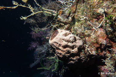 Giant barrel sponge adorns the wall (Xestospongia muta)