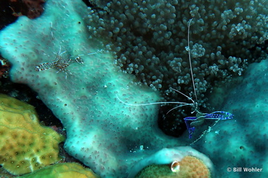 Sun anemone shrimp and Pederson cleaner shrimp (Ancylomenes pedersoni, Periclimenes rathbunae)