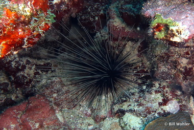 Long-spined sea urchin (Diadema antillarum)